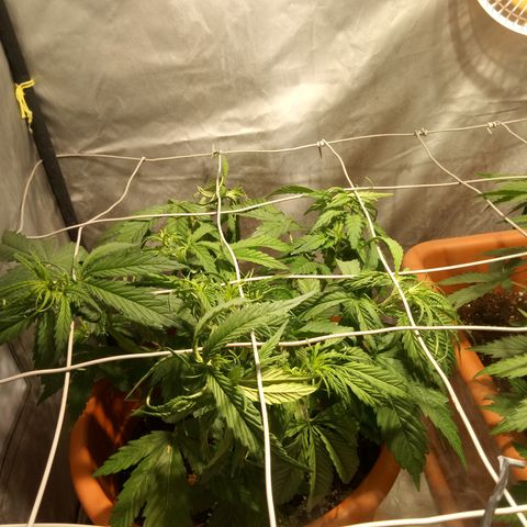 Super Skunk Auto growlog timeline photo