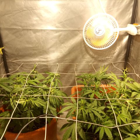 Think different growlog timeline photo