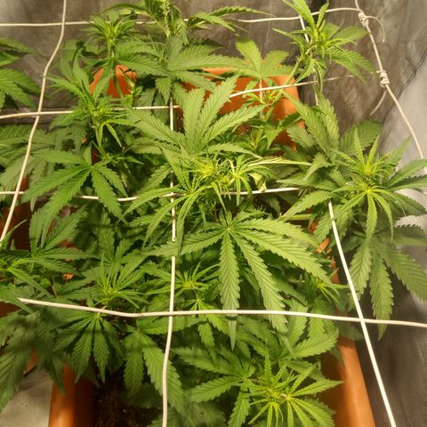Think different growlog timeline photo