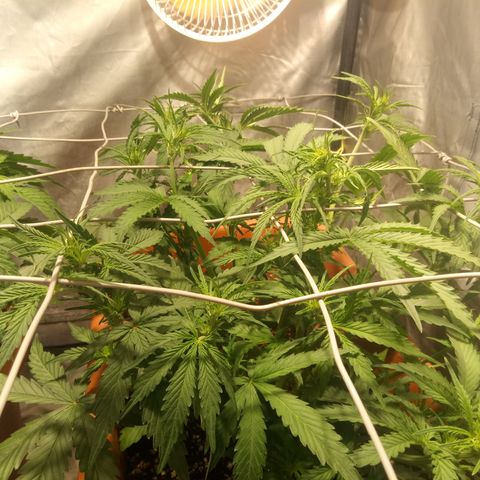 Think different growlog timeline photo