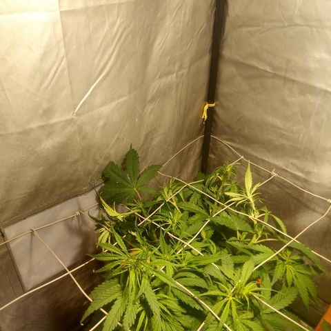 Super Skunk Auto growlog timeline photo