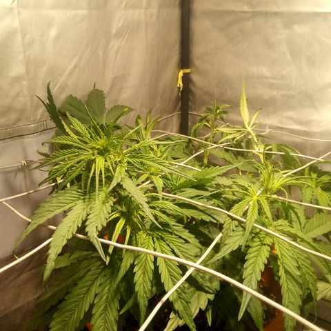 Super Skunk Auto growlog timeline photo