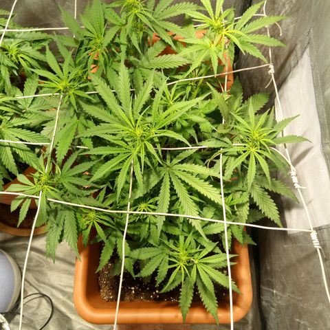 Think different growlog timeline photo