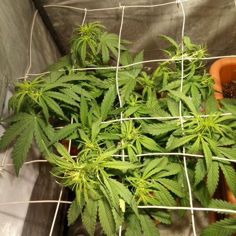 Super Skunk Auto growlog timeline photo