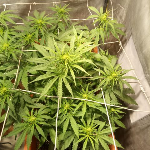 Think different growlog timeline photo