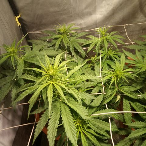 Super Skunk Auto growlog timeline photo