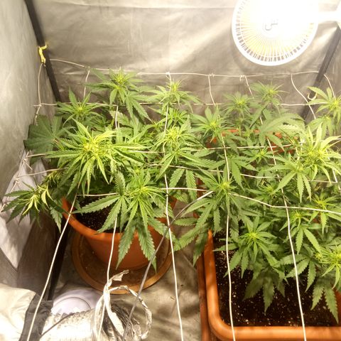 Think different growlog timeline photo