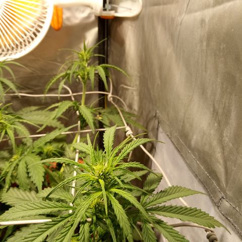 Think different growlog timeline photo