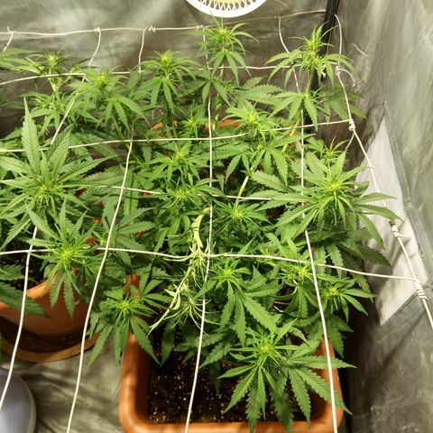 Think different growlog timeline photo
