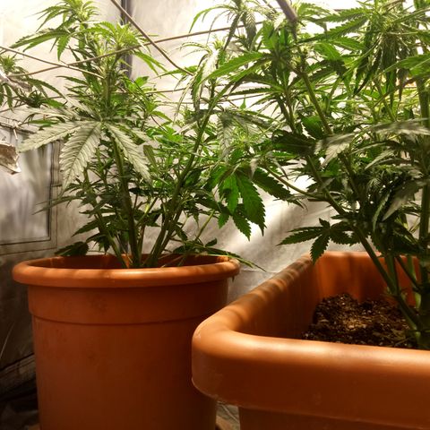 Super Skunk Auto growlog timeline photo