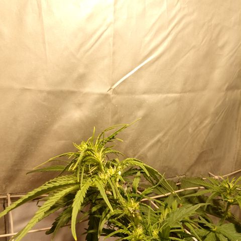 Super Skunk Auto growlog timeline photo