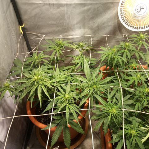 Super Skunk Auto growlog timeline photo