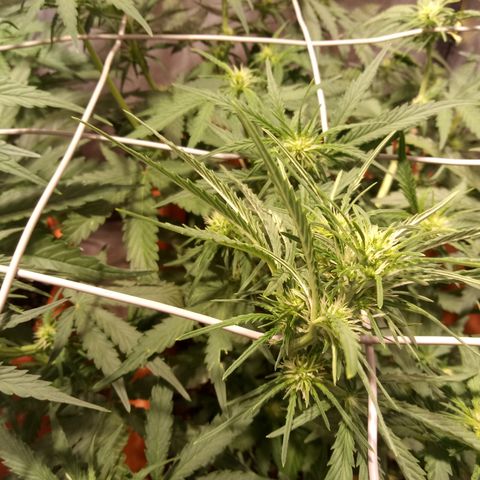 Think different growlog timeline photo