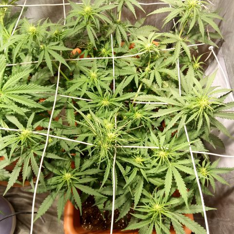 Think different growlog timeline photo