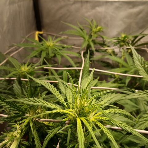 Super Skunk Auto growlog timeline photo