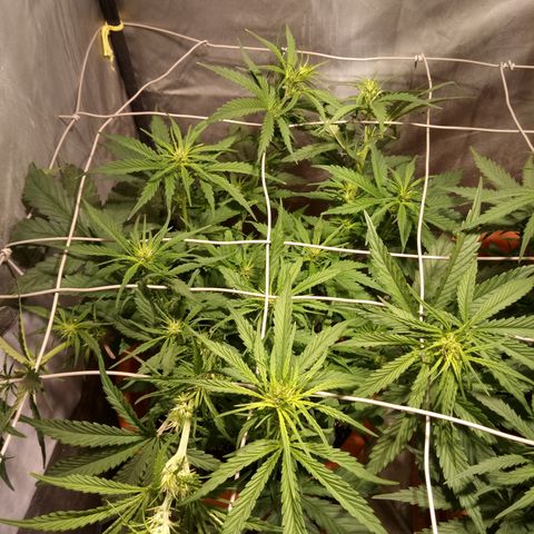 Super Skunk Auto growlog timeline photo