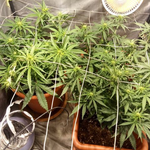 Think different growlog timeline photo