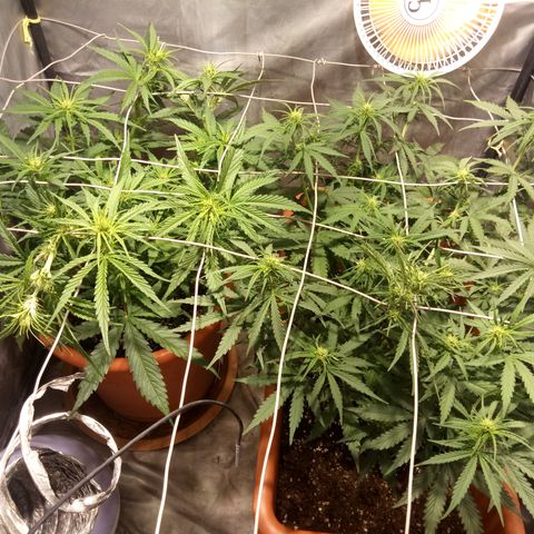 Think different growlog timeline photo