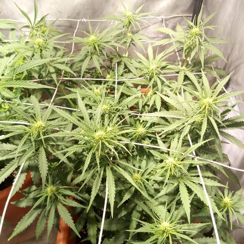 Think different growlog timeline photo