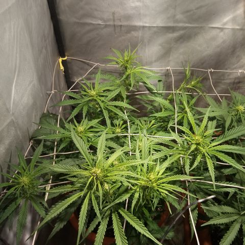 Super Skunk Auto growlog timeline photo