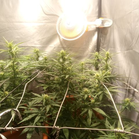 Think different growlog timeline photo
