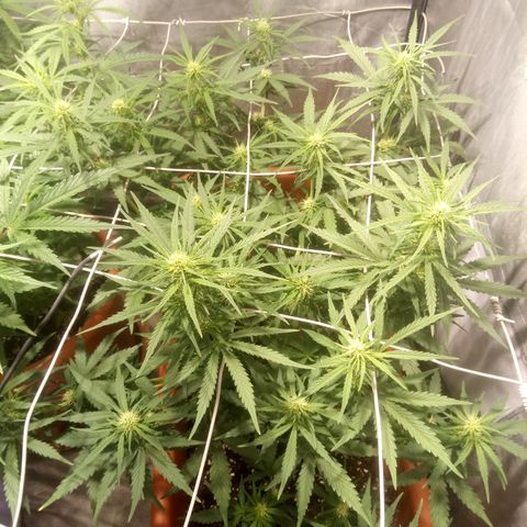 Think different growlog timeline photo