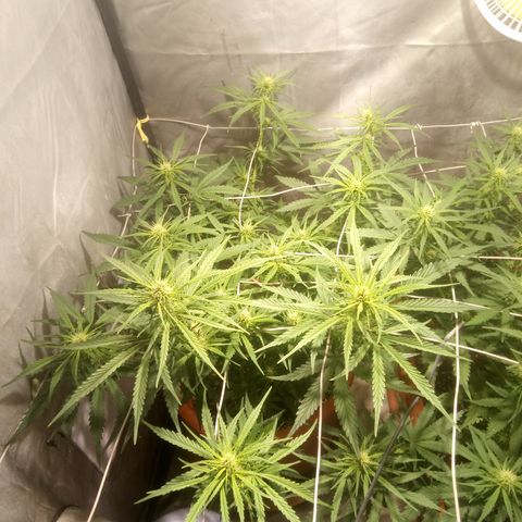 Super Skunk Auto growlog timeline photo