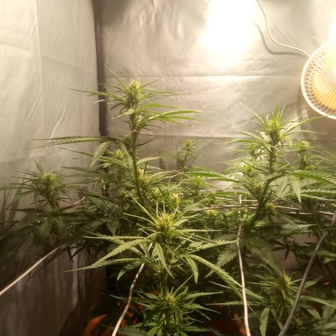Super Skunk Auto growlog timeline photo