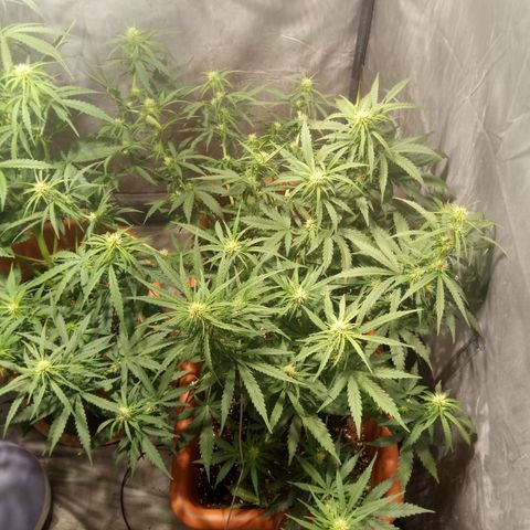Think different growlog timeline photo