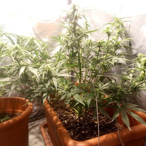 Think different growlog timeline photo