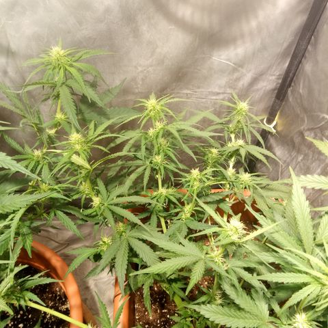 Think different growlog timeline photo