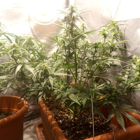 Think different growlog timeline photo