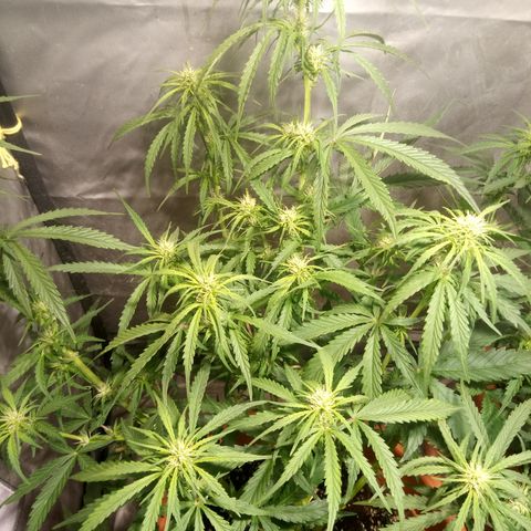 Super Skunk Auto growlog timeline photo