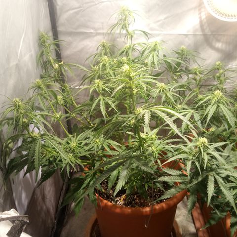 Super Skunk Auto growlog timeline photo