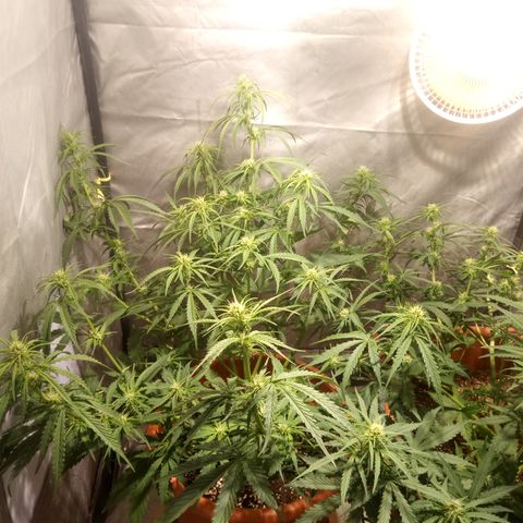 Super Skunk Auto growlog timeline photo