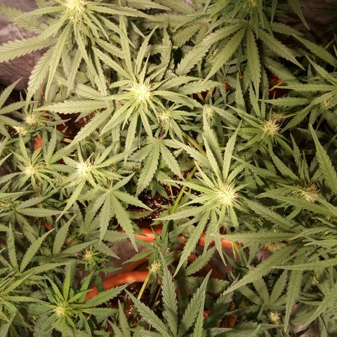 Think different growlog timeline photo
