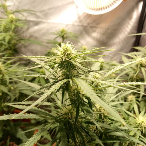 Think different growlog timeline photo