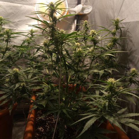 Think different growlog timeline photo