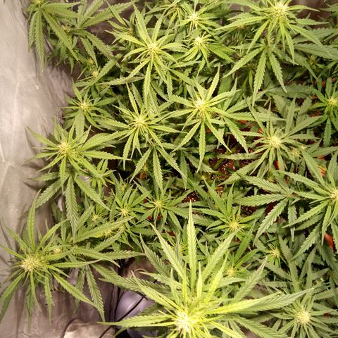 Super Skunk Auto growlog timeline photo