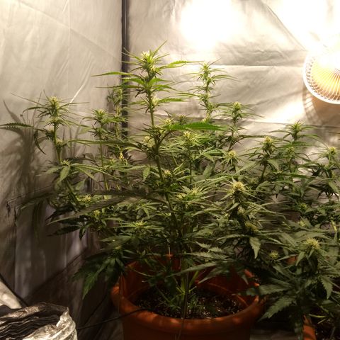 Super Skunk Auto growlog timeline photo