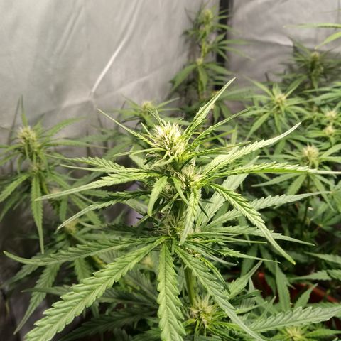 Super Skunk Auto growlog timeline photo