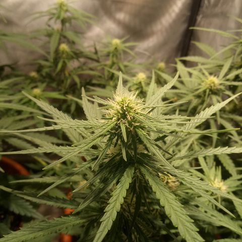 Think different growlog timeline photo