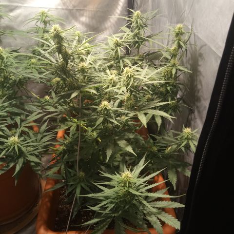 Think different growlog timeline photo