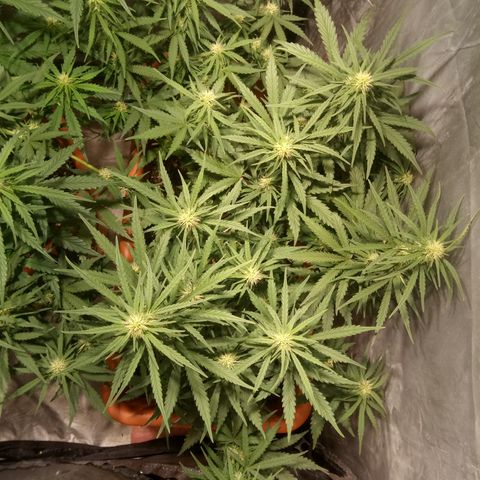 Think different growlog timeline photo