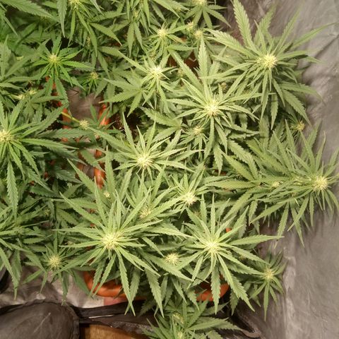 Think different growlog timeline photo