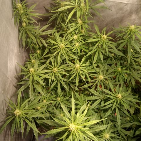 Super Skunk Auto growlog timeline photo