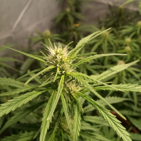 Super Skunk Auto growlog timeline photo