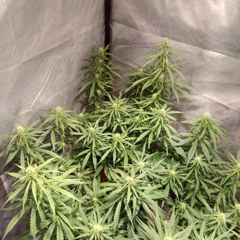 Super Skunk Auto growlog timeline photo