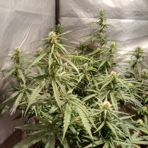Super Skunk Auto growlog timeline photo