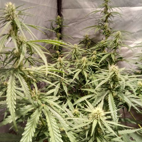 Super Skunk Auto growlog timeline photo